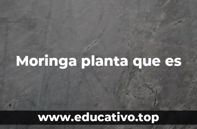 Moringa planta que es