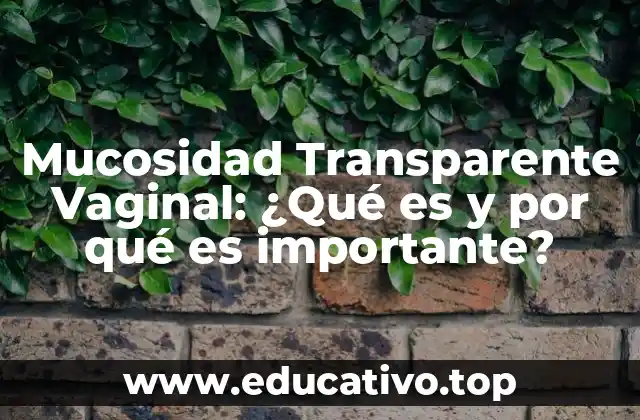 Mucosidad Transparente Vaginal: ¿Qué es y por qué es importante?
