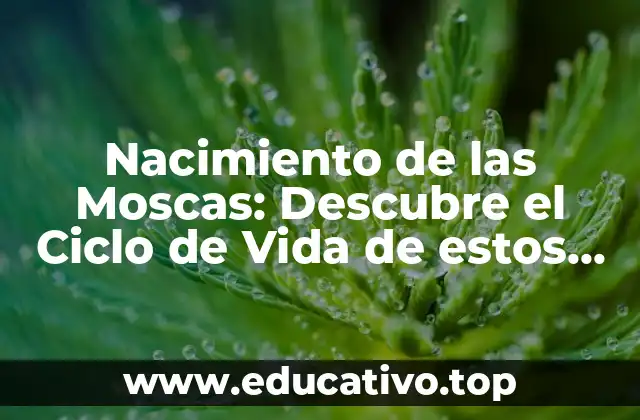 Nacimiento de las Moscas: Descubre el Ciclo de Vida de estos Insectos