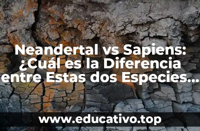 Neandertal vs Sapiens: ¿Cuál es la Diferencia entre Estas dos Especies Humanas?