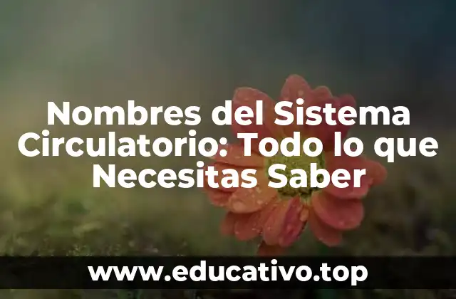 Nombres del Sistema Circulatorio: Todo lo que Necesitas Saber