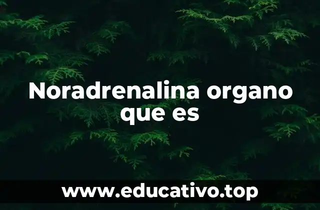 Noradrenalina organo que es
