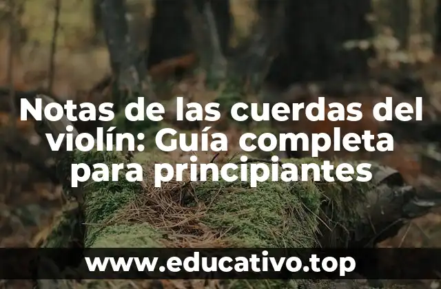 Notas de las cuerdas del violín: Guía completa para principiantes