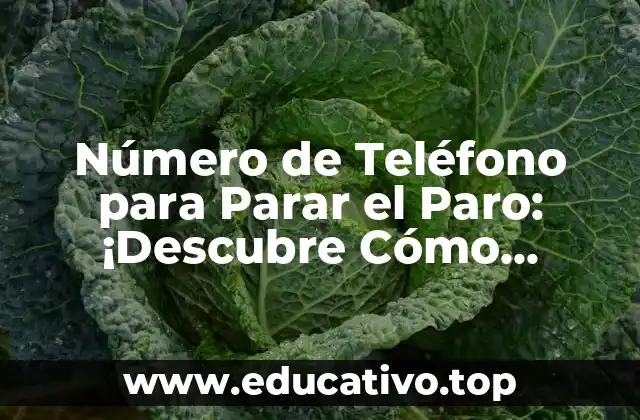Número de Teléfono para Parar el Paro: ¡Descubre Cómo Detener el Paro Automático!