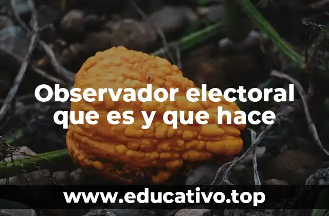 Observador electoral que es y que hace