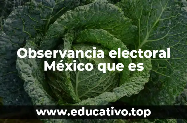 Observancia electoral México que es
