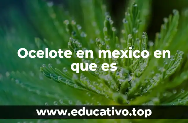 Ocelote en mexico en que es