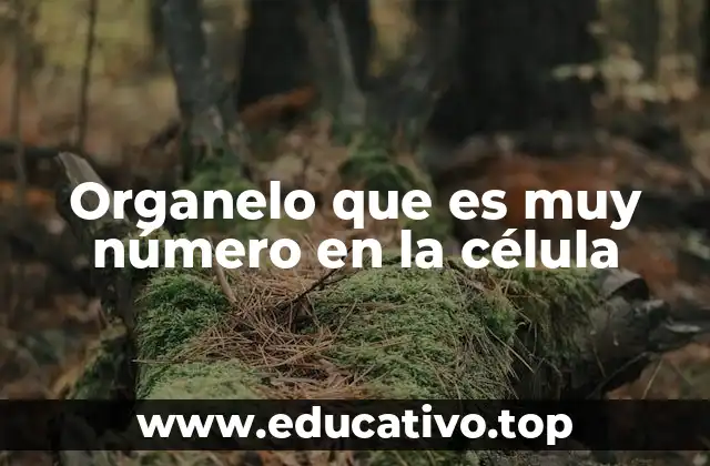 Organelo que es muy número en la célula