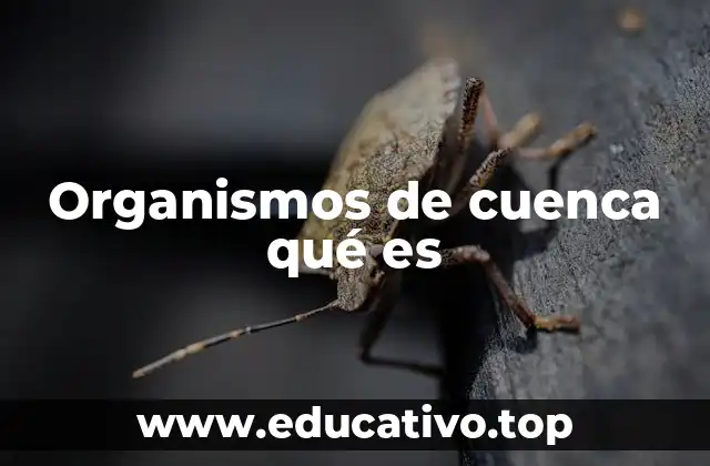 Organismos de cuenca qué es