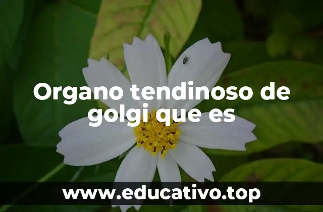 Organo tendinoso de golgi que es