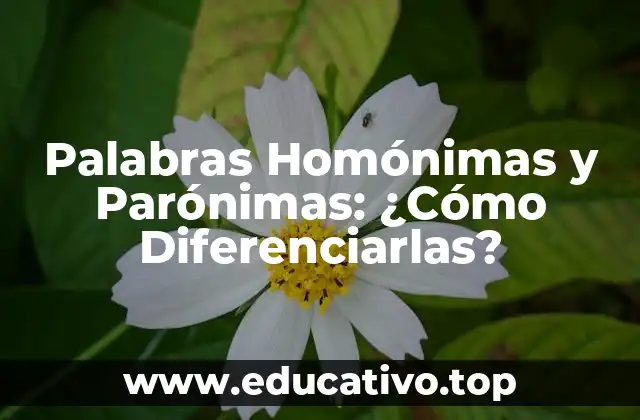 Palabras Homónimas y Parónimas: ¿Cómo Diferenciarlas?