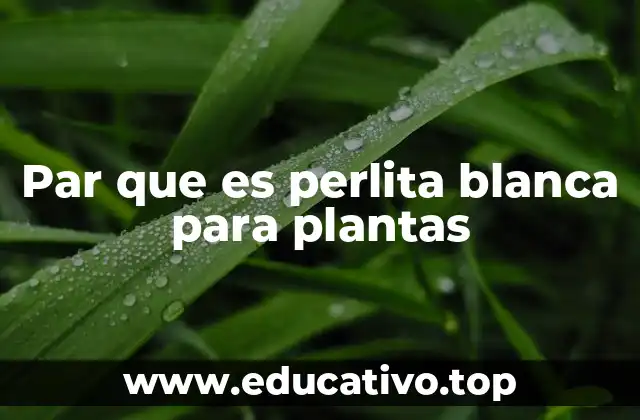 Par que es perlita blanca para plantas