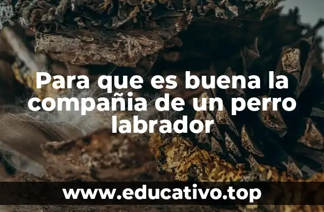 La importancia emocional y social de tener un perro labrador