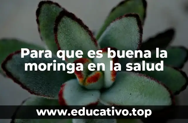 Para que es buena la moringa en la salud