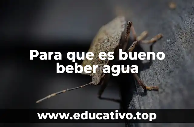 Para que es bueno beber agua