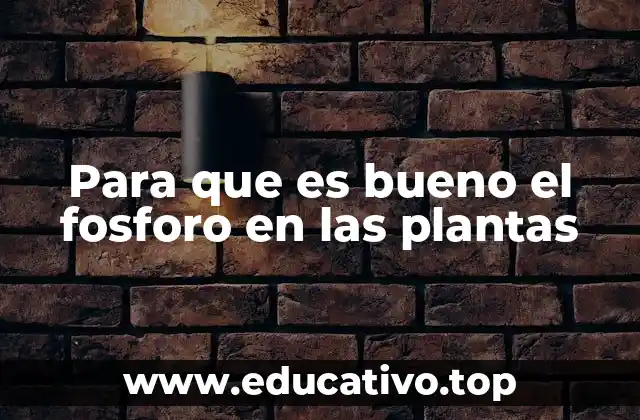 Para que es bueno el fosforo en las plantas