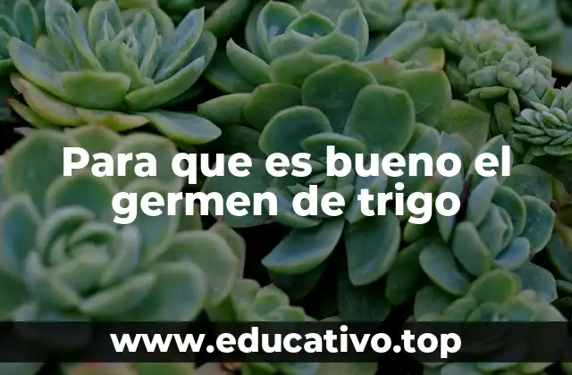 Para que es bueno el germen de trigo