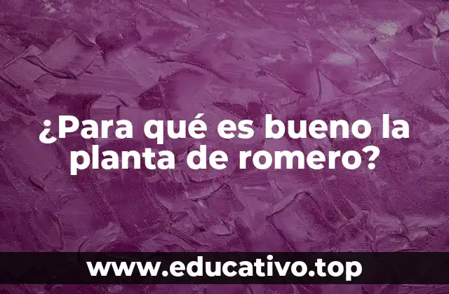 ¿Para qué es bueno la planta de romero?