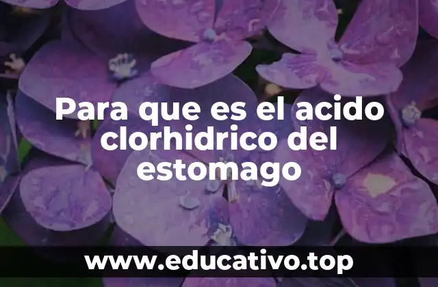 El papel del ácido en el proceso digestivo