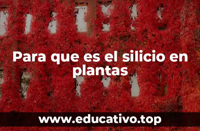 Para que es el silicio en plantas