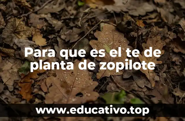 Para que es el te de planta de zopilote
