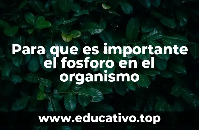 Para que es importante el fosforo en el organismo