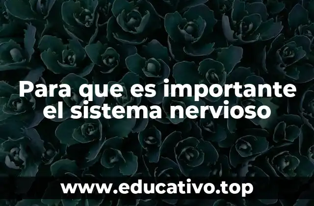 Cómo el sistema nervioso mantiene el equilibrio corporal