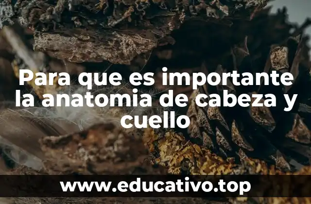 Para que es importante la anatomia de cabeza y cuello
