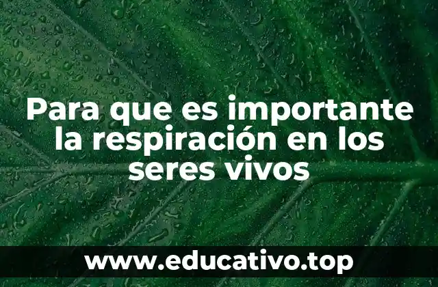 Para que es importante la respiración en los seres vivos