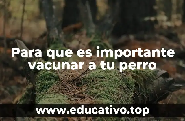 Para que es importante vacunar a tu perro