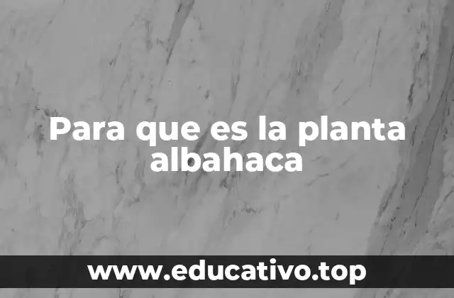 Propiedades nutricionales y terapéuticas de la albahaca