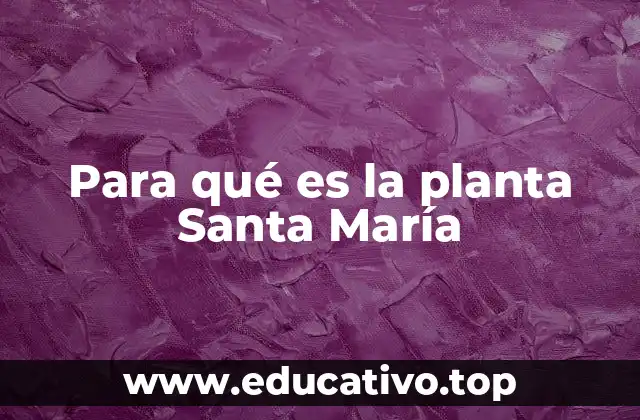 Para qué es la planta Santa María