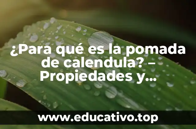 ¿Para qué es la pomada de calendula? – Propiedades y beneficios del tratamiento natural