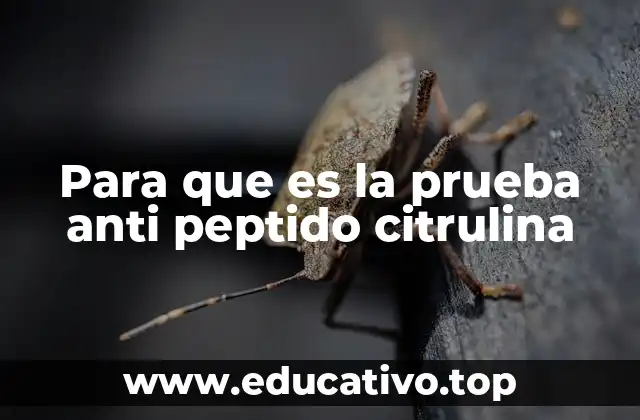 Para que es la prueba anti peptido citrulina