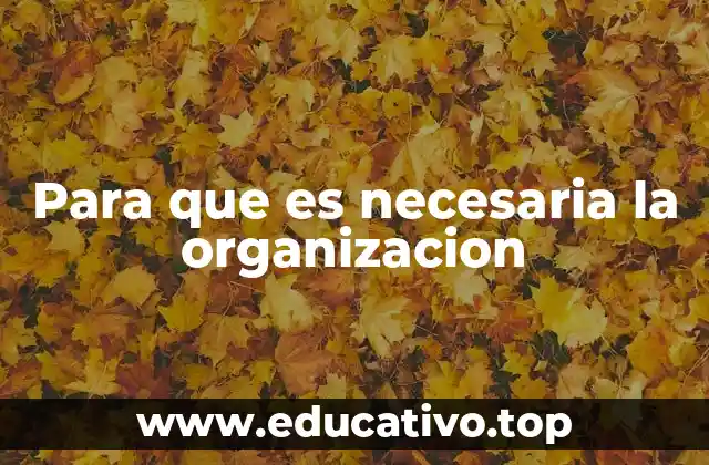 Para que es necesaria la organizacion