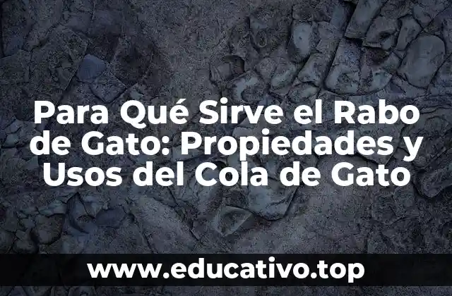 Para Qué Sirve el Rabo de Gato: Propiedades y Usos del Cola de Gato