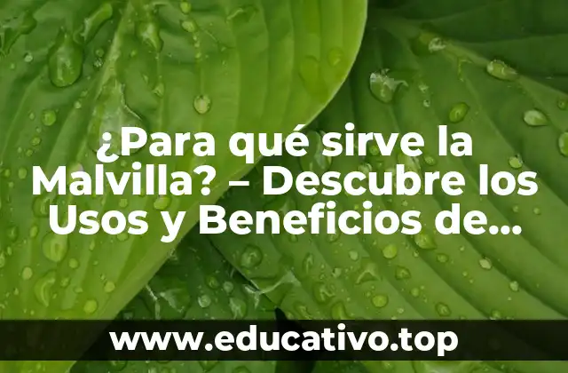 ¿Para qué sirve la Malvilla? – Descubre los Usos y Beneficios de esta Hierba