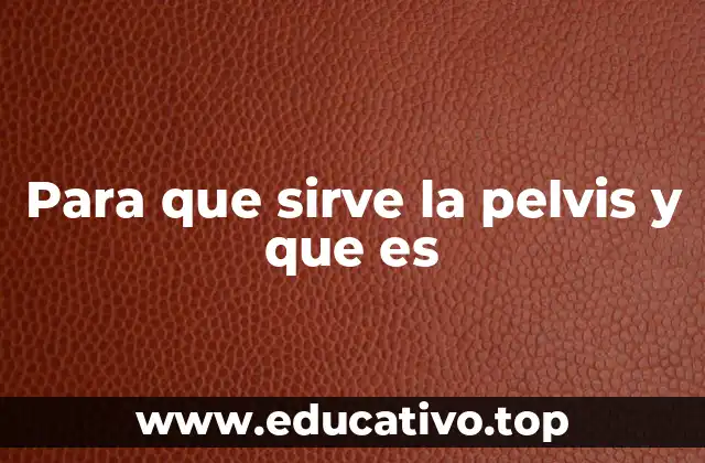 Para que sirve la pelvis y que es