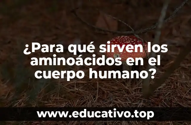 ¿Para qué sirven los aminoácidos en el cuerpo humano?