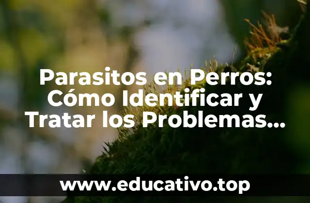 Parasitos en Perros: Cómo Identificar y Tratar los Problemas Más Comunes