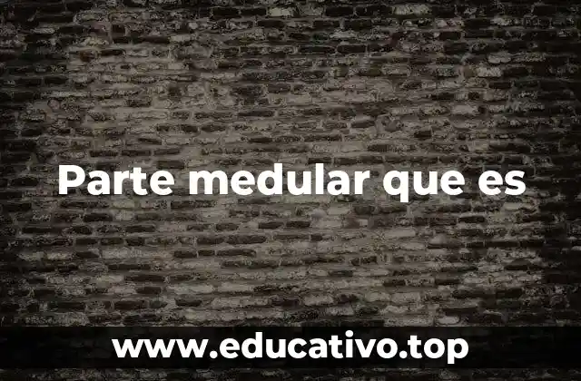 Parte medular que es