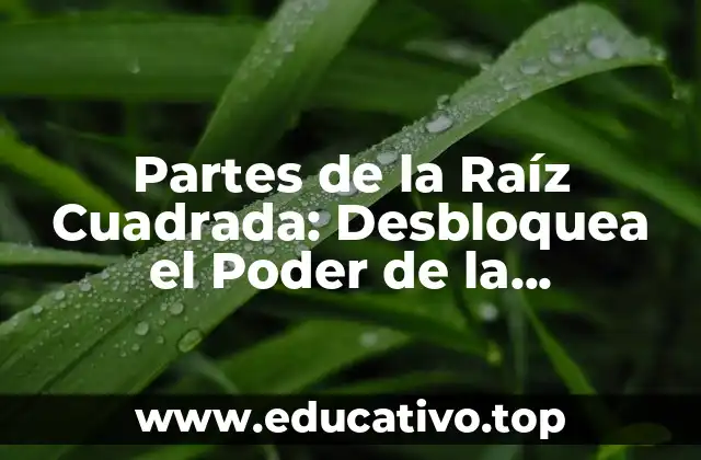 Partes de la Raíz Cuadrada: Desbloquea el Poder de la Matemática