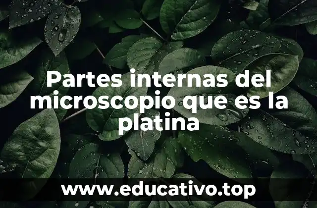 Partes internas del microscopio que es la platina