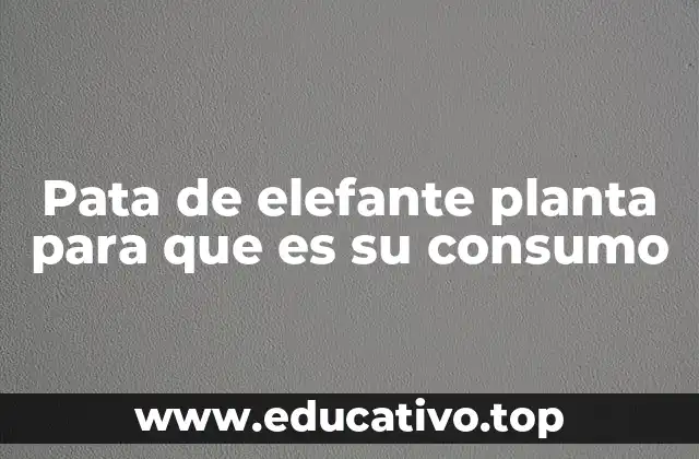 Pata de elefante planta para que es su consumo