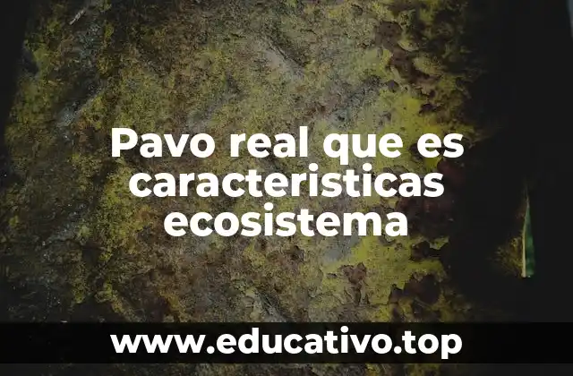 Pavo real que es caracteristicas ecosistema
