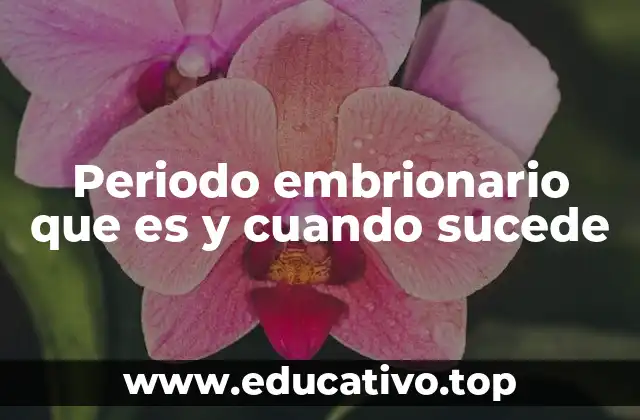 Periodo embrionario que es y cuando sucede
