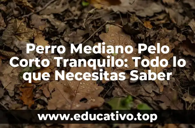 Perro Mediano Pelo Corto Tranquilo: Todo lo que Necesitas Saber