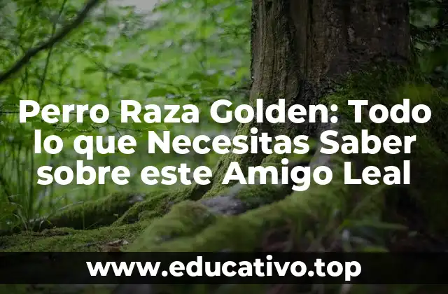 Perro Raza Golden: Todo lo que Necesitas Saber sobre este Amigo Leal