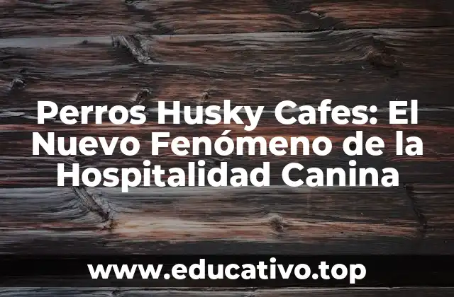 Perros Husky Cafes: El Nuevo Fenómeno de la Hospitalidad Canina