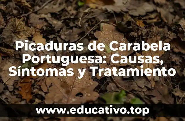 Picaduras de Carabela Portuguesa: Causas, Síntomas y Tratamiento